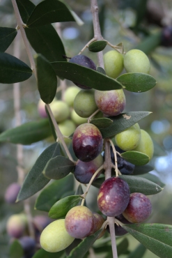 And what do we spy, but some gorgeously ripe olives.